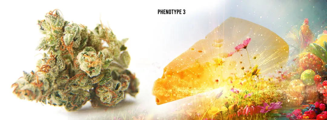 C-Vibez cannabis strain Phenotype 3