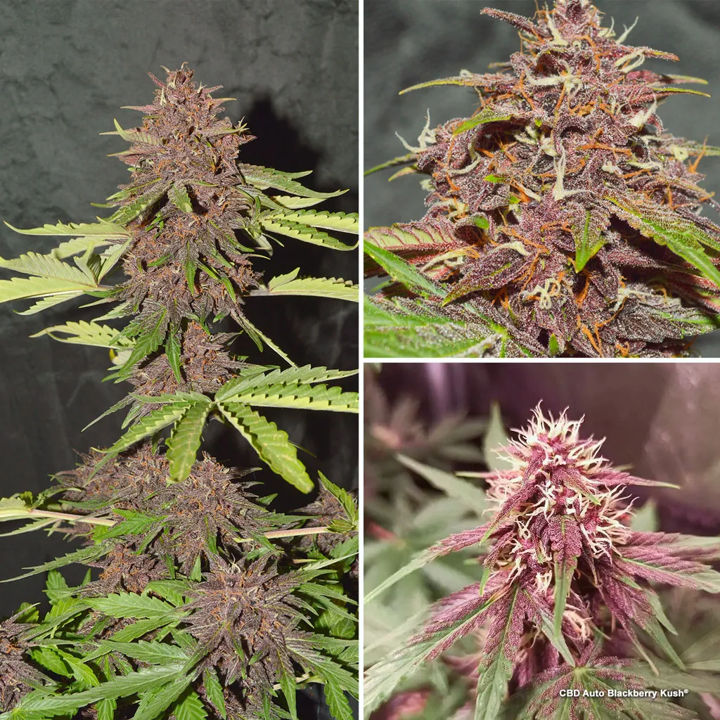 CBD Auto Blackberry Kush, a high CBD autoflower