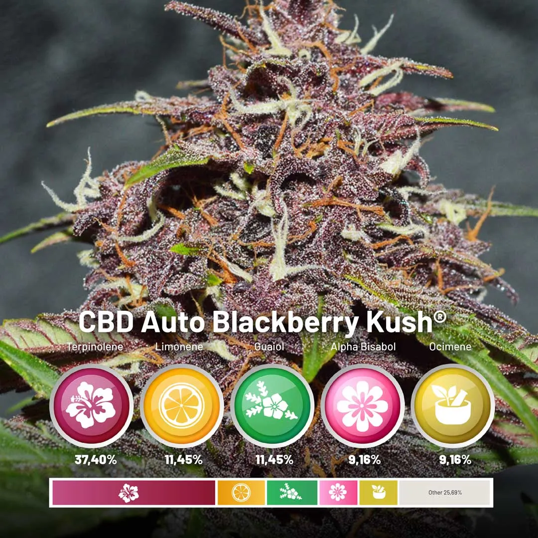 CBD-Auto-Blackberry-Kush-dutch-passion-seed-company-terpenes