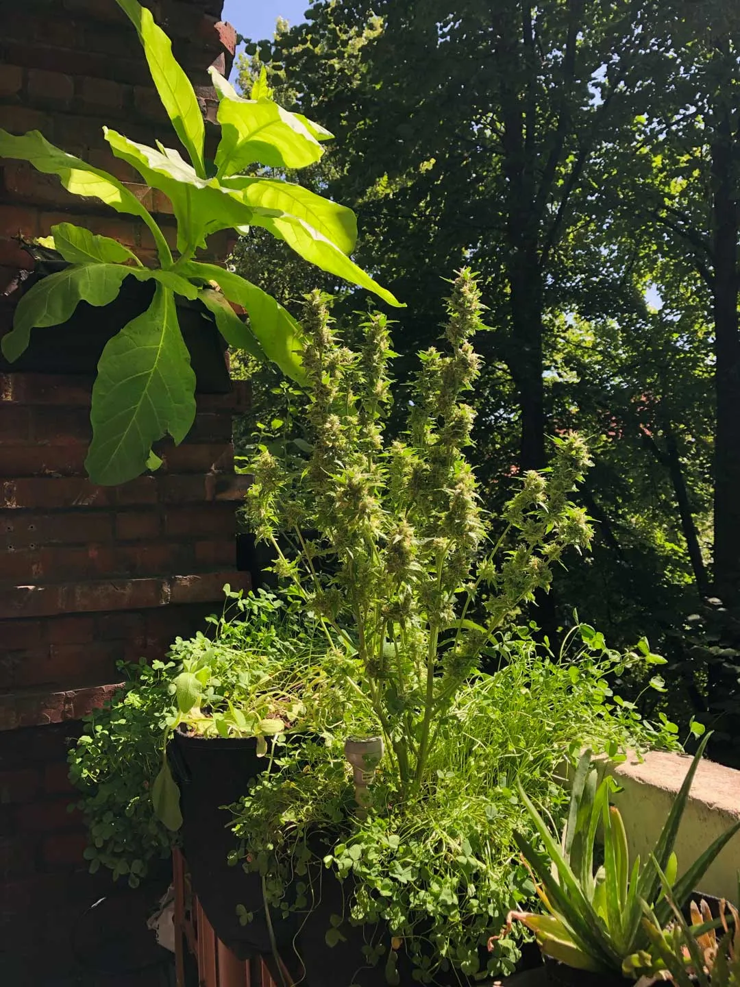 CBD-Auto-Compassion-Lime-grown-outdoors-autoflower