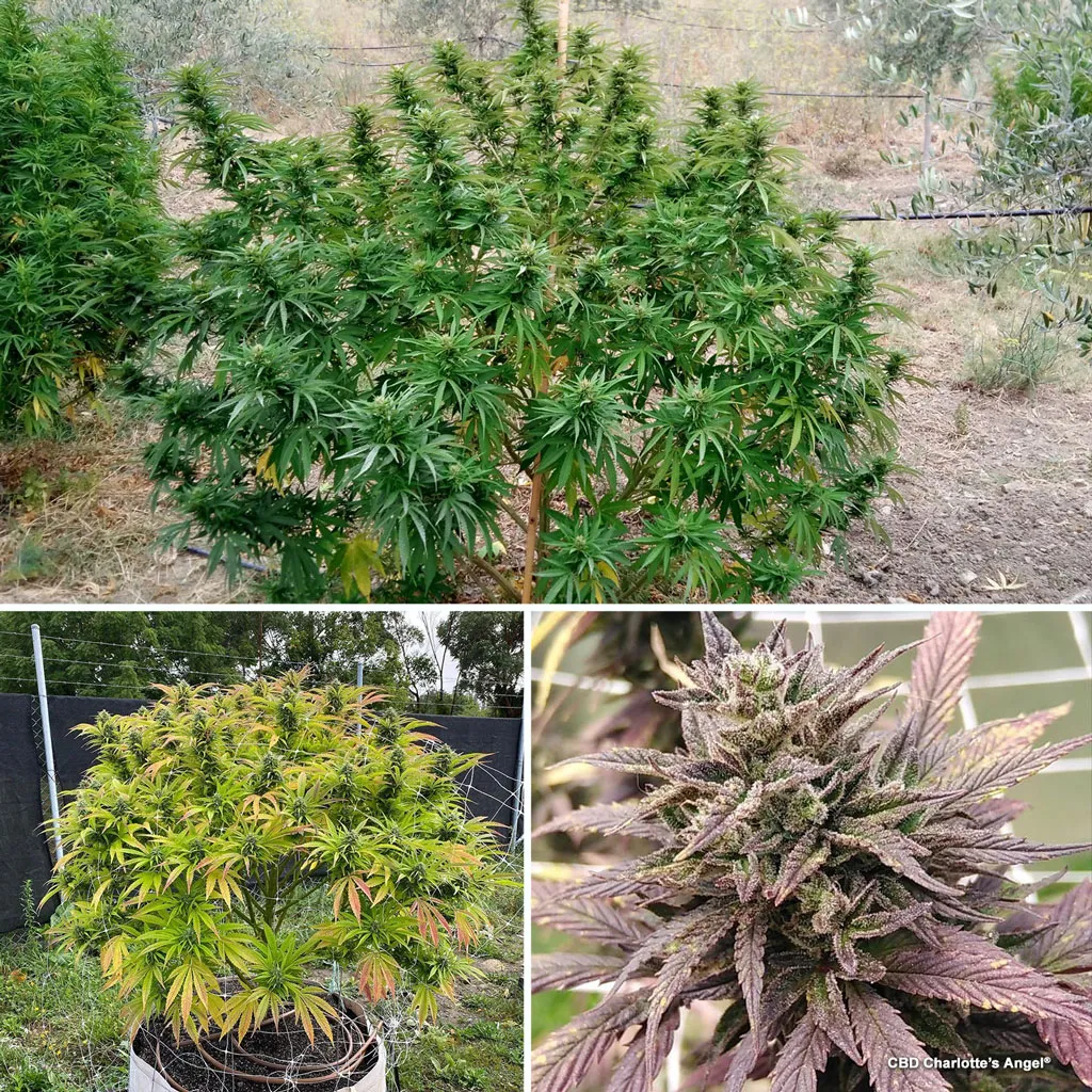 CBD Charlotte