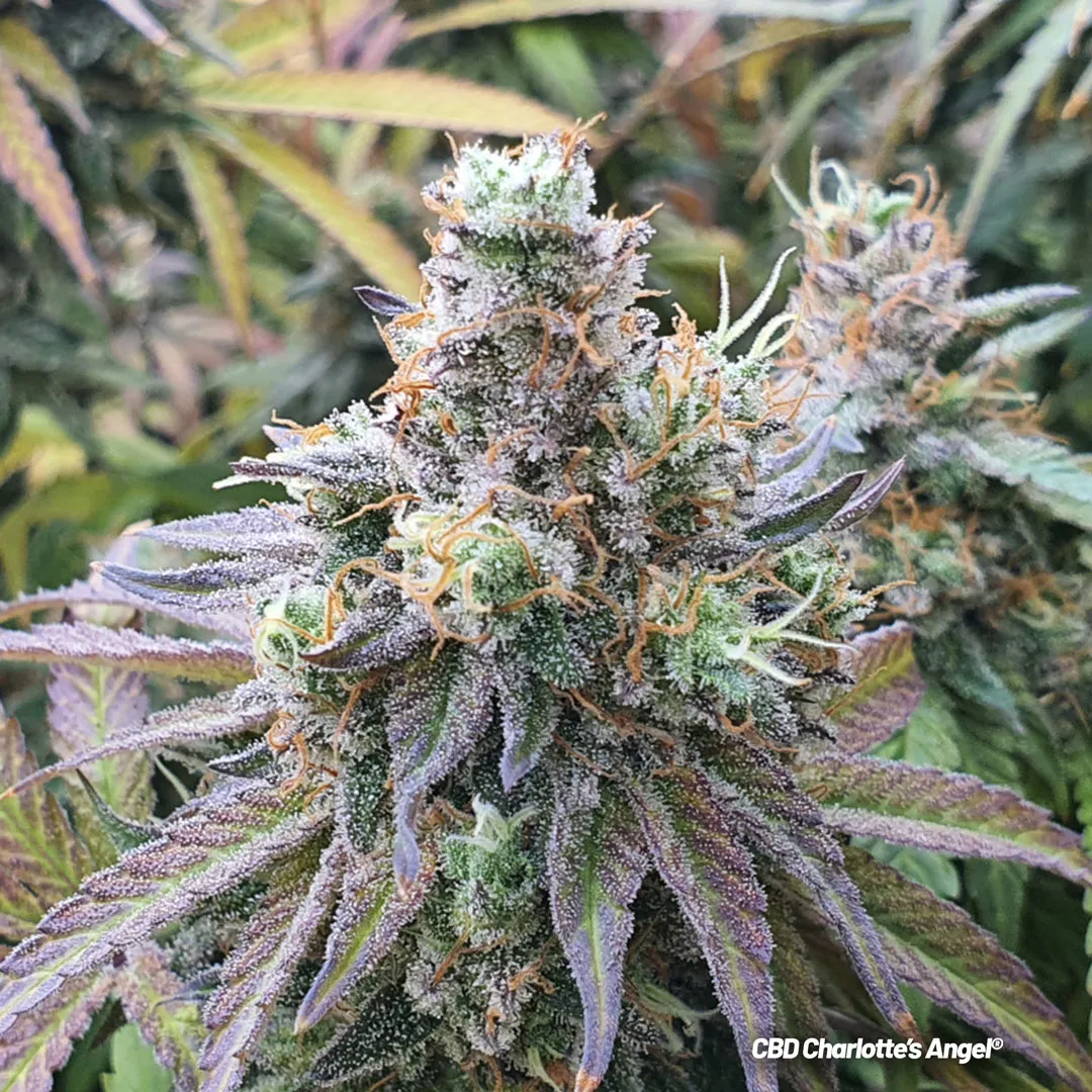 CBD-Charlottes-angel-cbd-rich-cup-winning-cannabis-seeds