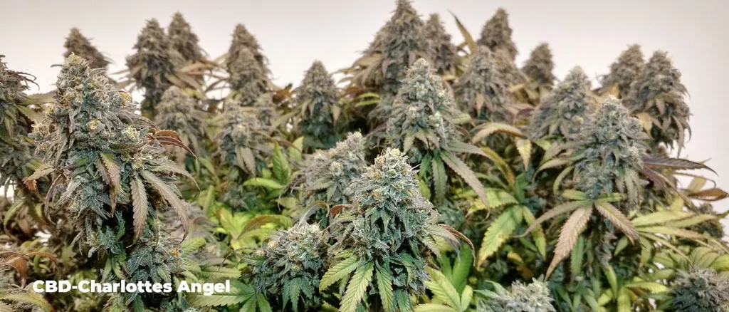 CBD-Charlottes-angel-dutch-passiion-cbd-rich-cannabis-seeds