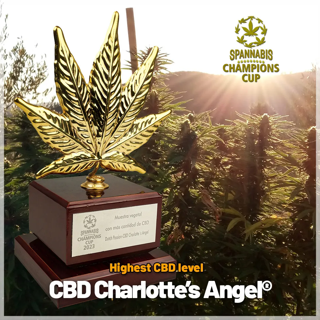 CBD-Charlottes-highest-level-cbd