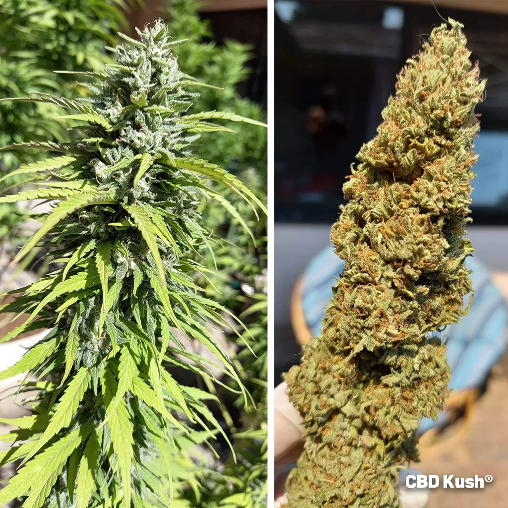 CBD-Kush-cbd-indica-variety-with-body-stone-effect
