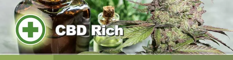 Dutch Passion CBD Rich cannabis seeds
