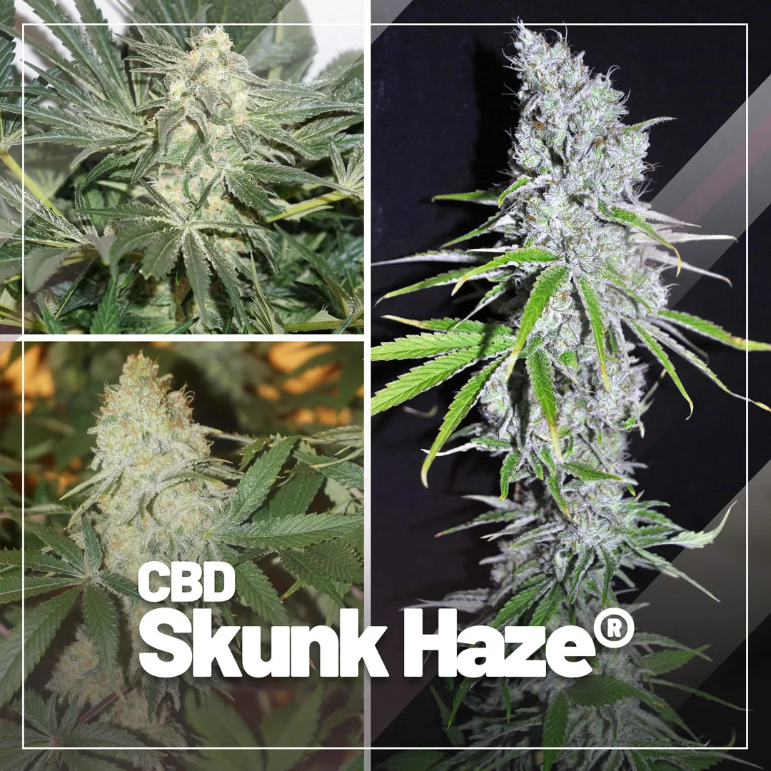 CBD Skunk Haze, CBD rich feminised Haze cannabis seeds