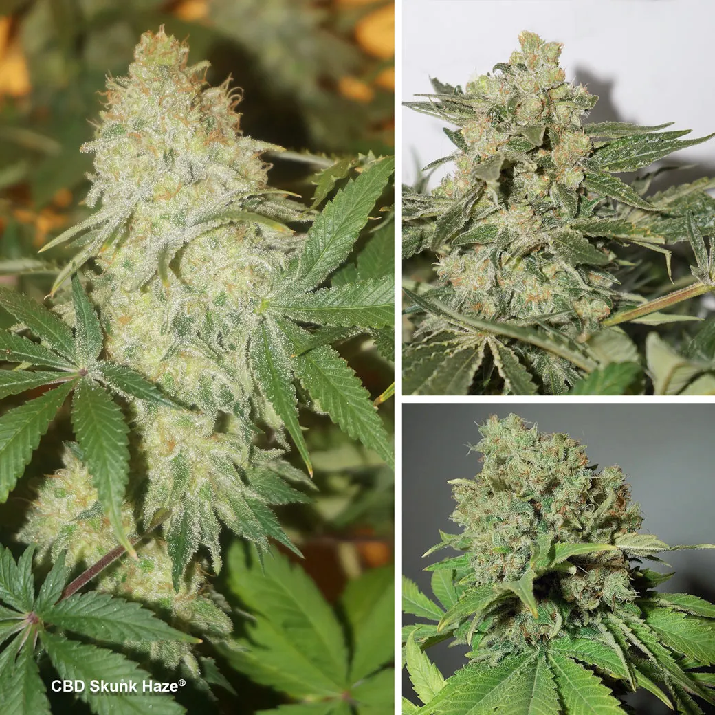 CBD-Skunk-Haze-the-high-CBD-skunk-variety-cannabis-seeds-by-Dutch-Passion