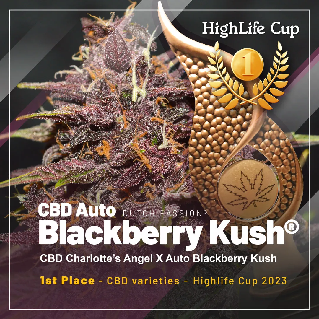 CBD-auto-blackberry-Kush-1st-prize-winner-highlife-cup-2023-autoflowers