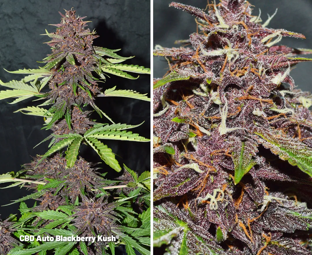 CBD Auto Blackberry Kush