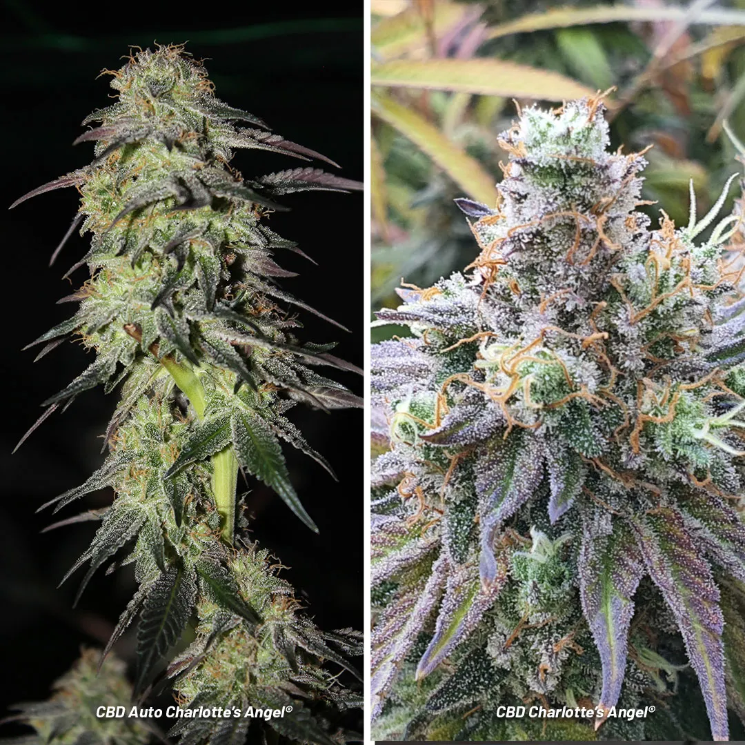 CBD-charlottes-angel-a-productive-high-CBD-low-THC-cannabis-strain