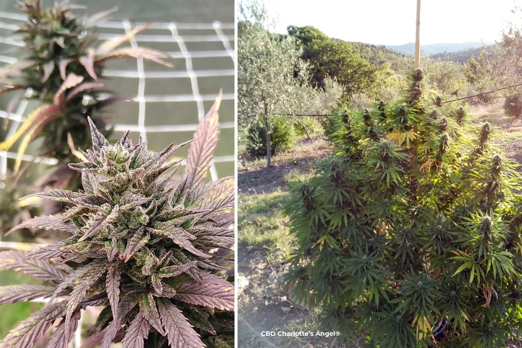CBD-charlottes-angel-cbd-rich-cannabis-plant-Dutch-passion-seed-company