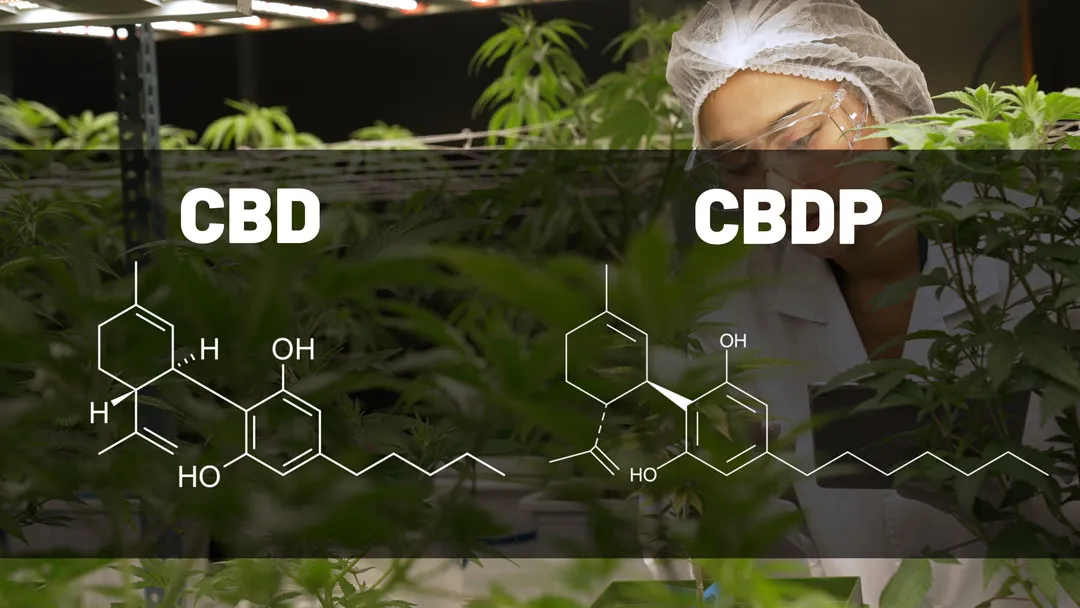 CBDP-vs-CBD-chemical-structure-dutch-passion-cannabis-seeds.
