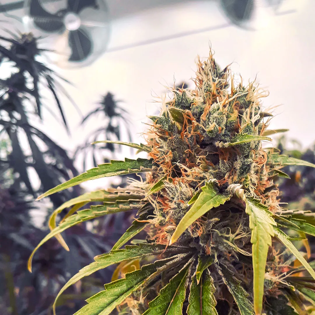 CBG-Force indenpendent cannabinoid lab test results