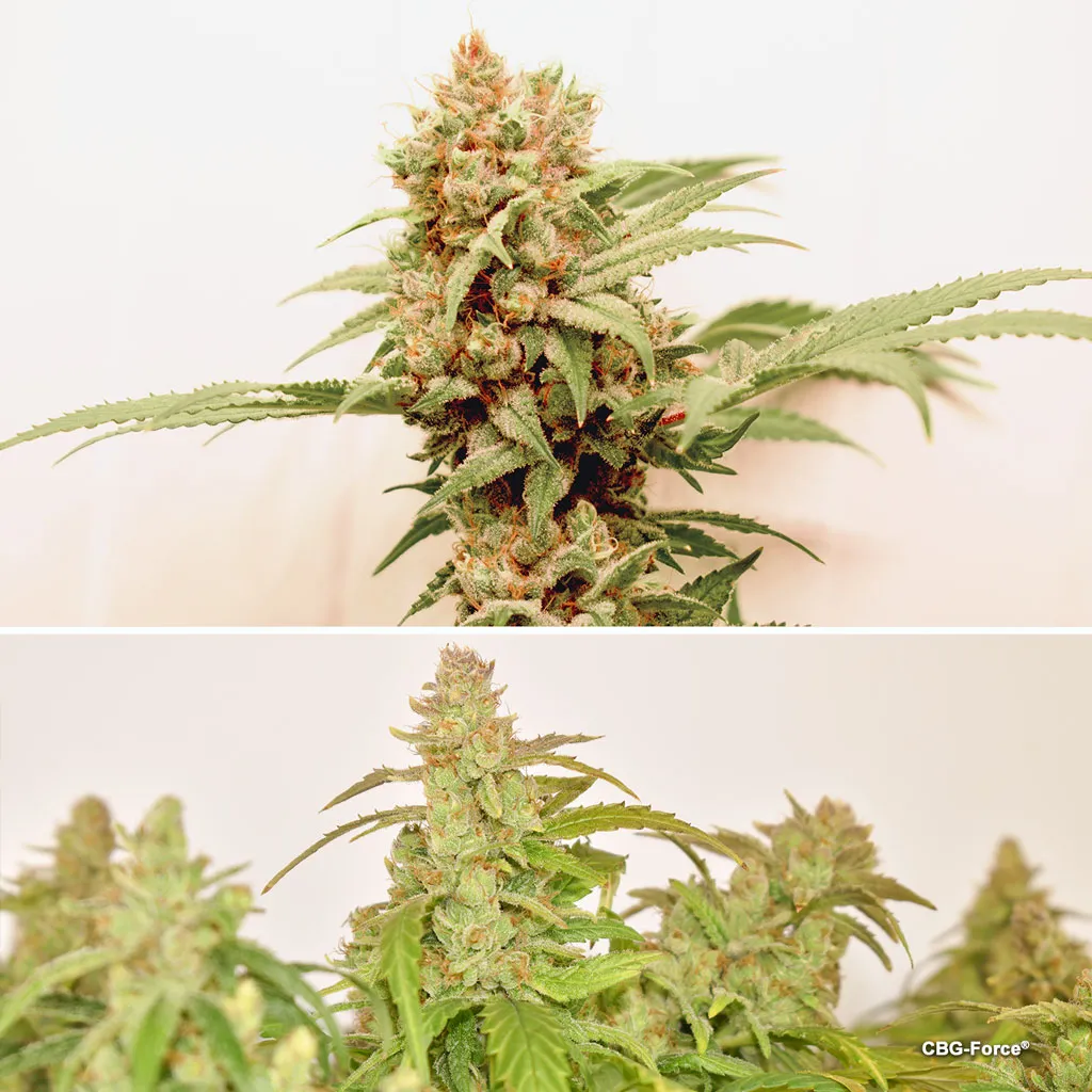 CBG-Force seeds can produce plants with 15% cannabigerol 