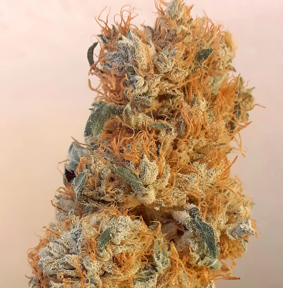 CBG-Force indenpendent cannabinoid lab test results