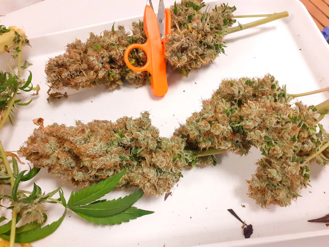 CBG-Force indenpendent cannabinoid lab test results