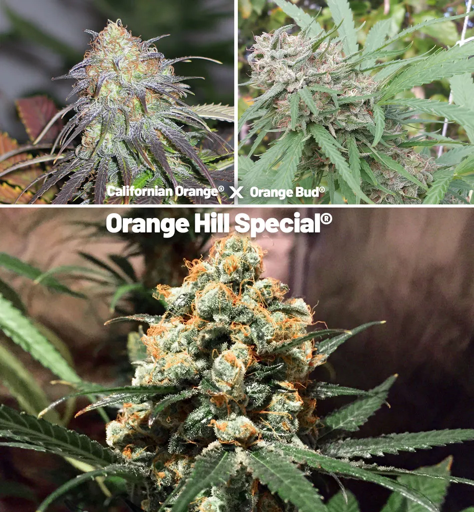 Californian-Orange-Orange-Bud-Orange-Hill-Special-cannabis-seeds