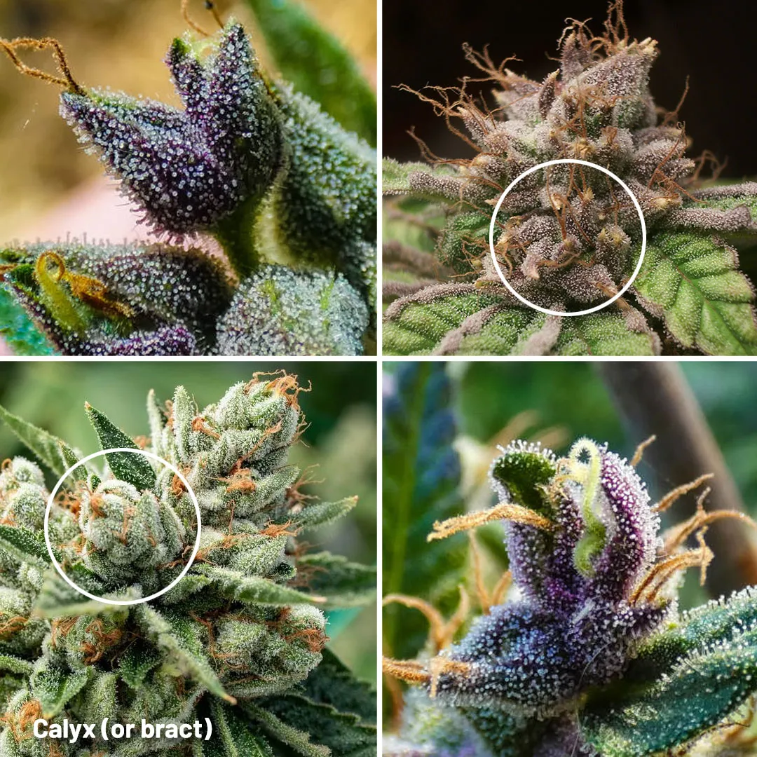 Calyx-(or-bract)-cannabis-parts-explained