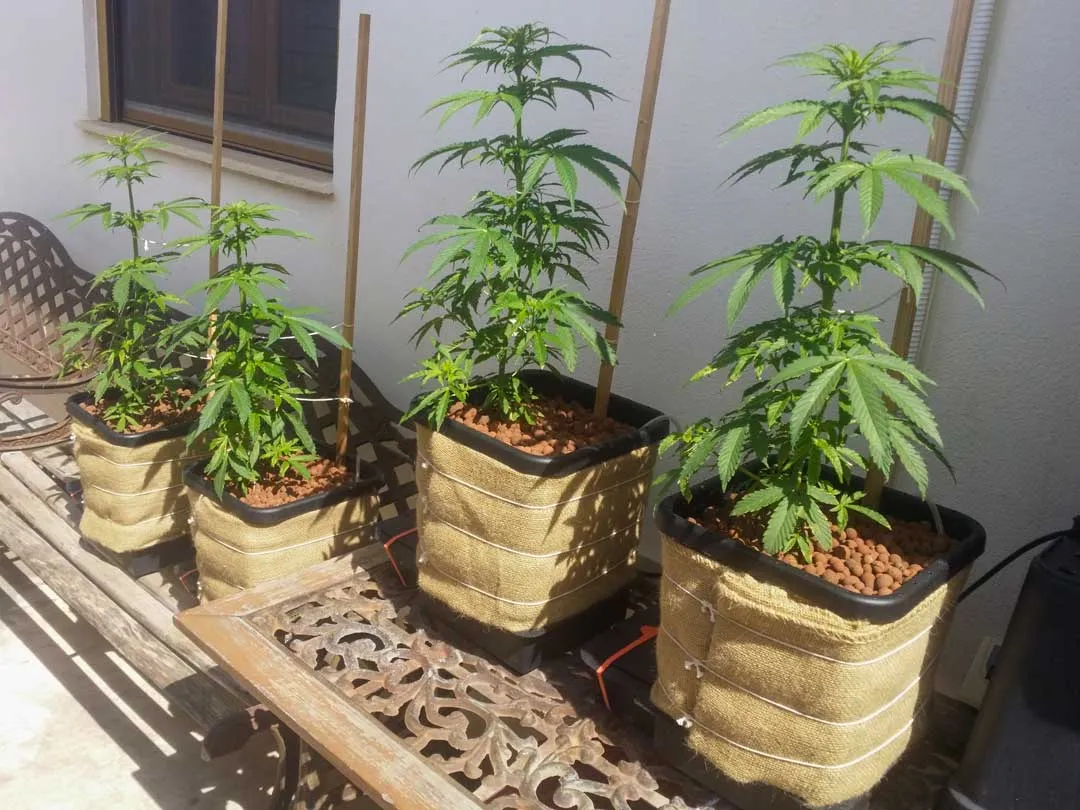 Can outdoor cannabis recover after heat stress