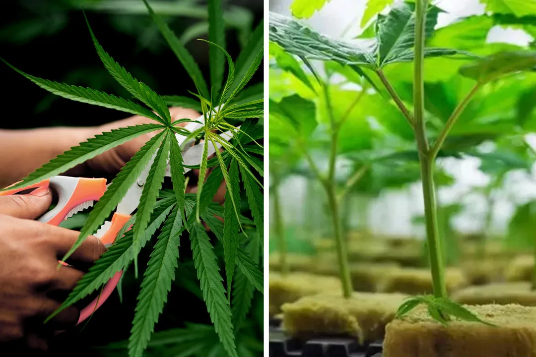 Can-you-clone-cannabis-autoflowers-Dutch-Passion-cutting-and-root-cubes