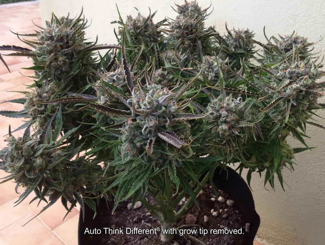 Can-you-clone-cannabis-autoflowers-main-cola-removed