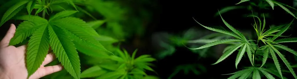 Can-you-mix-Indica-and-Sativa-dominant-strains