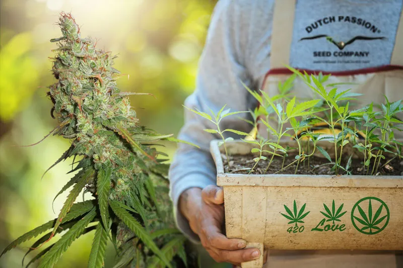 Cannabis activism