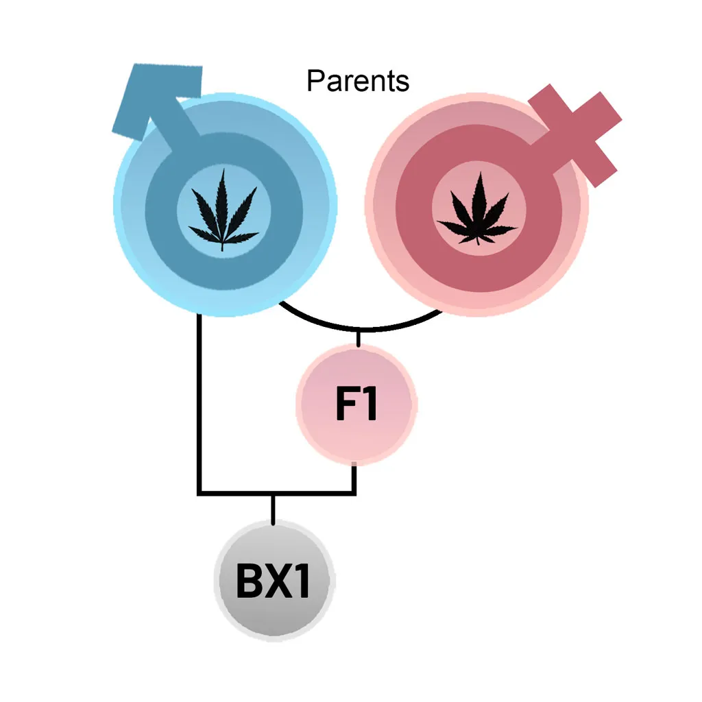 Cannabis-F1-to-BX1-explained-cannabis-seed-by-dutch-passion