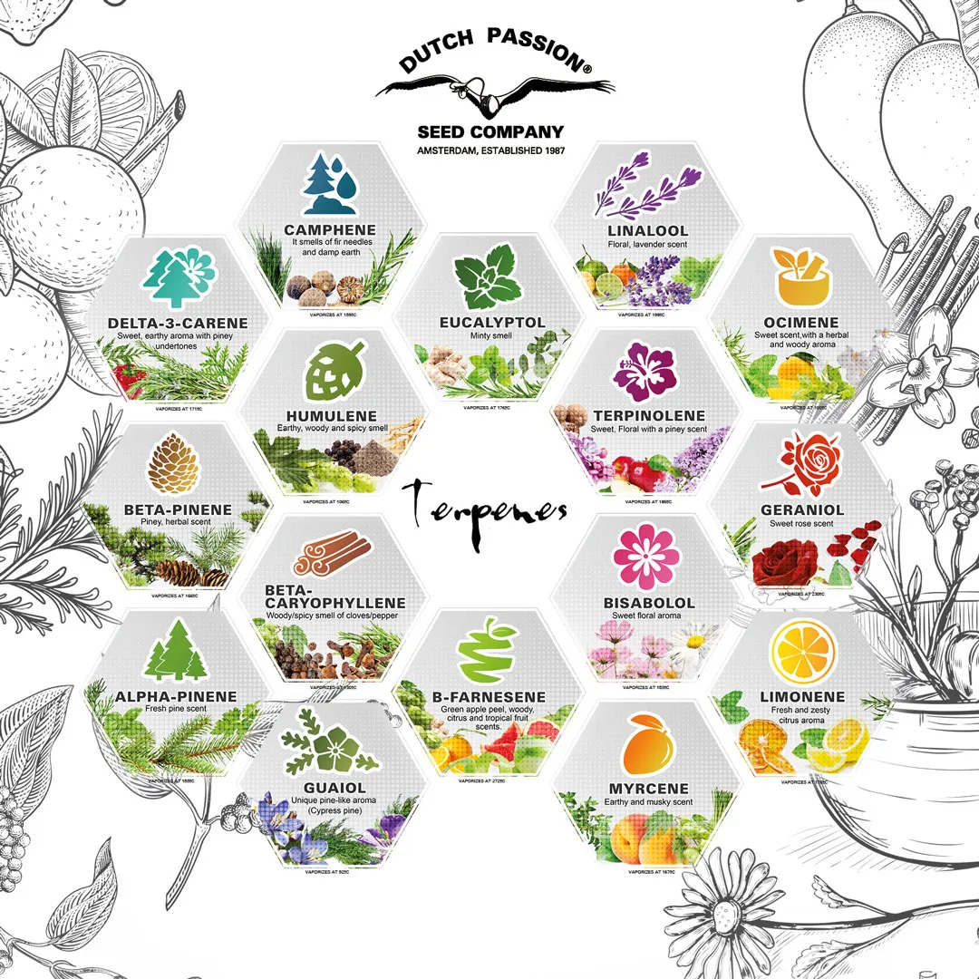Les principaux terpènes de cannabis (infographie)