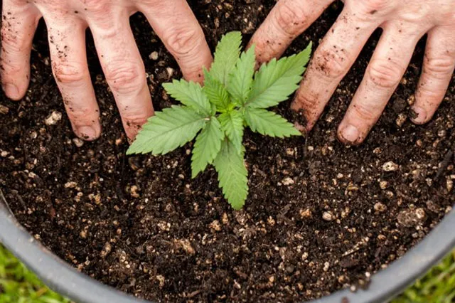 Two hands next to a growing cannabis plant