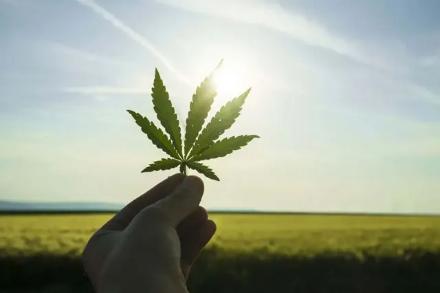 hand-holds-cannabis-leaf-in-sunlight