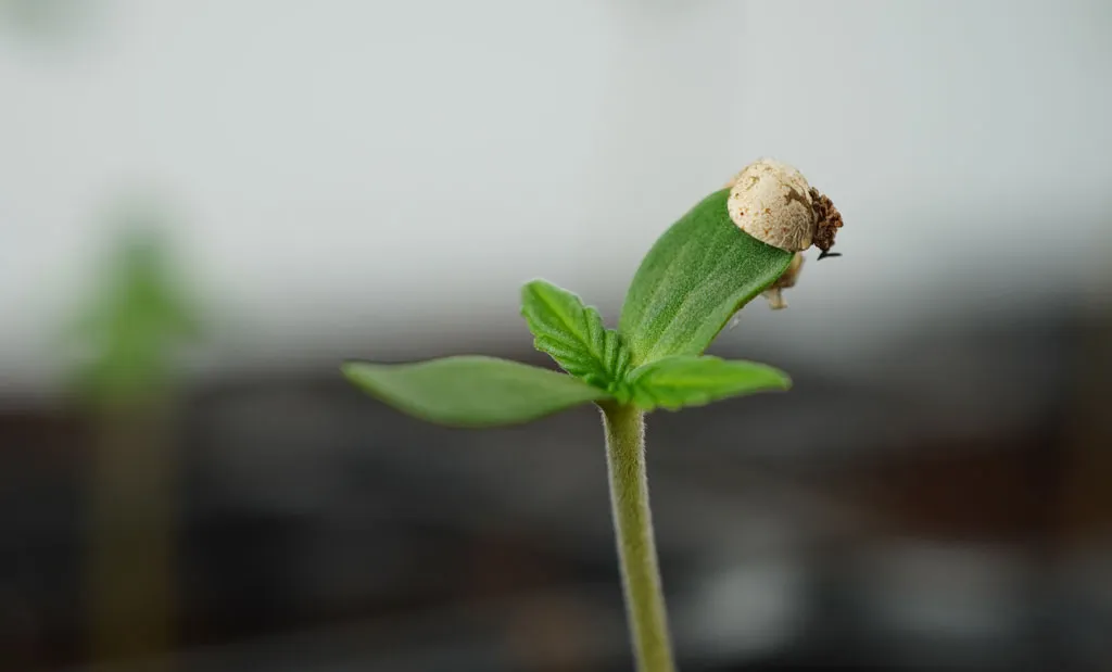 Cannabis-grown-from-seeds