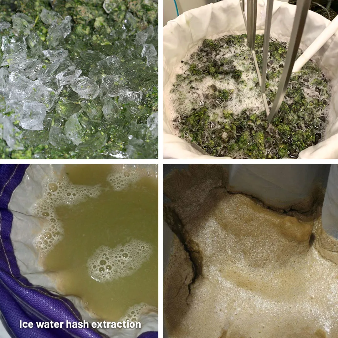 Cannabis-ice-water-hash-extraction-Dutch-Passion