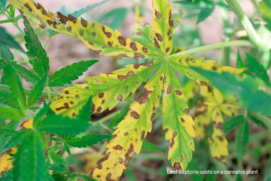 Cannabis-leaf-Septoria-brown-spots-on-a-cannabis-plant