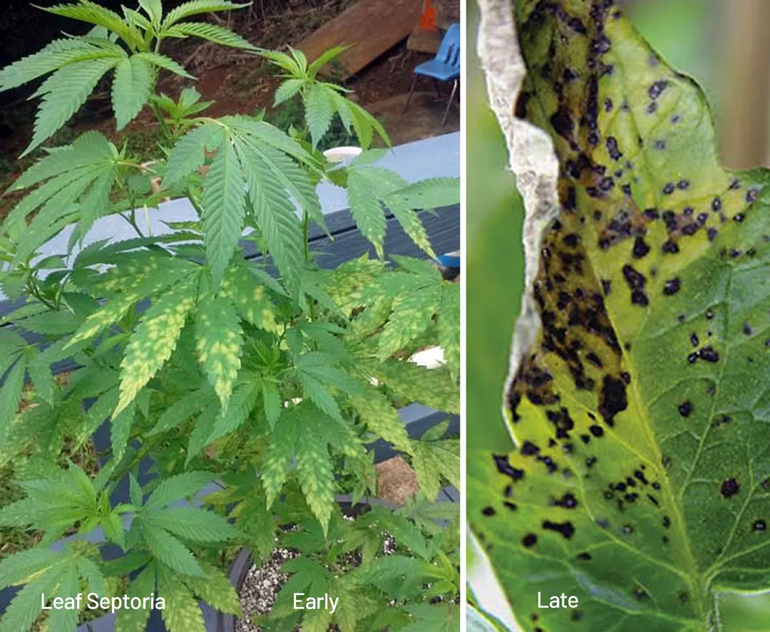 Cannabis-leaf-Septoria-brown-spots-on-a-cannabis-plant-early-and-late