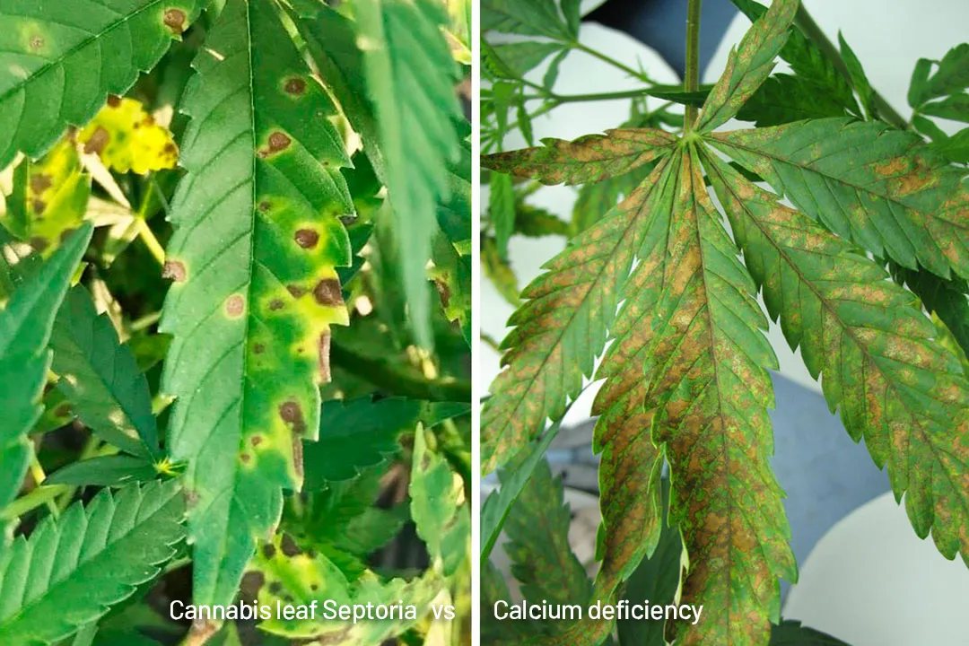 Cannabis-leaf-Septoria-brown-spots-on-a-cannabis-plant-vs-calcium-def