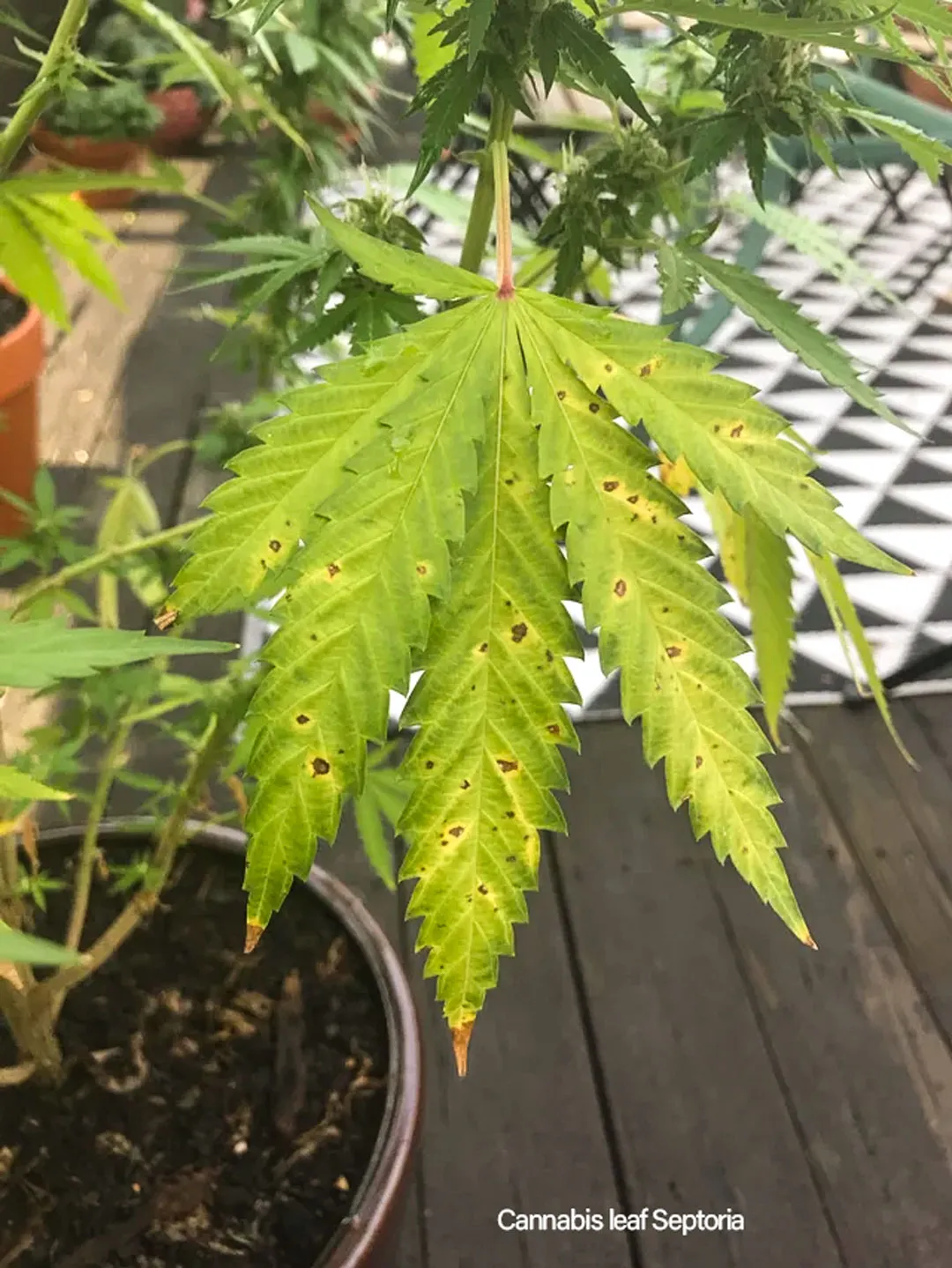 Cannabis-leaf-Septoria-example