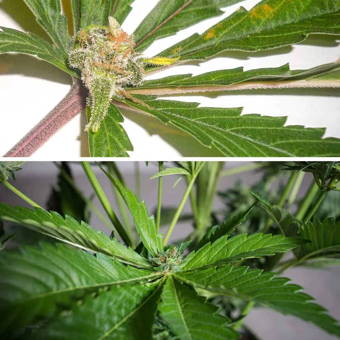 Cannabis-leaf-buds-flower-on-the-leaves-growing