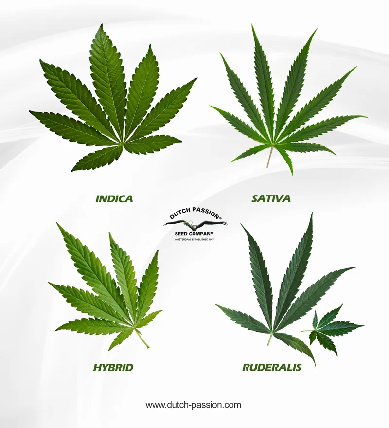Different types of cannabis leaves: Indica, Sativa, Hybrid, Ruderalis