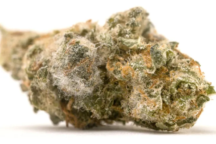 Cannabis-mould-can-affect-your-cured-buds-too