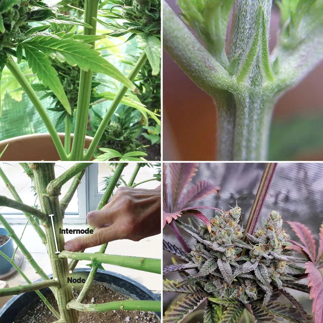 Cannabis-nodes-and-internode