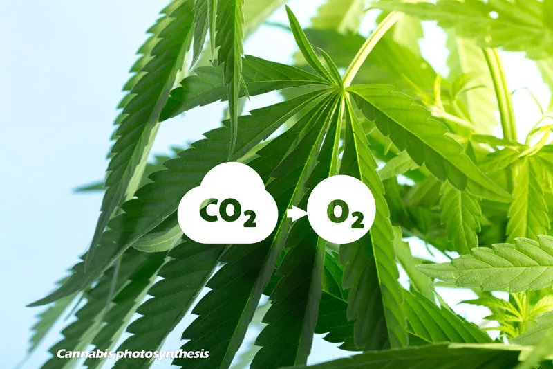 Cannabis photosynthesis