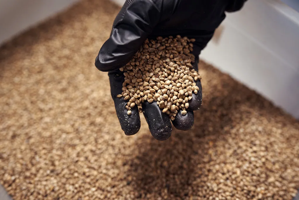 Cannabis-seed-by-bulk-where-to-buy-bulk-cannabis-seeds