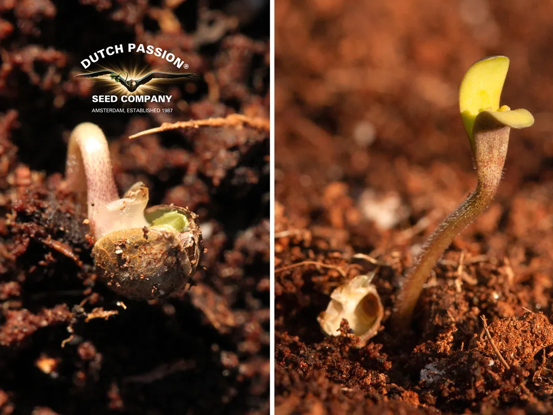 Cannabis seedling on day 1 Dutch Passion
