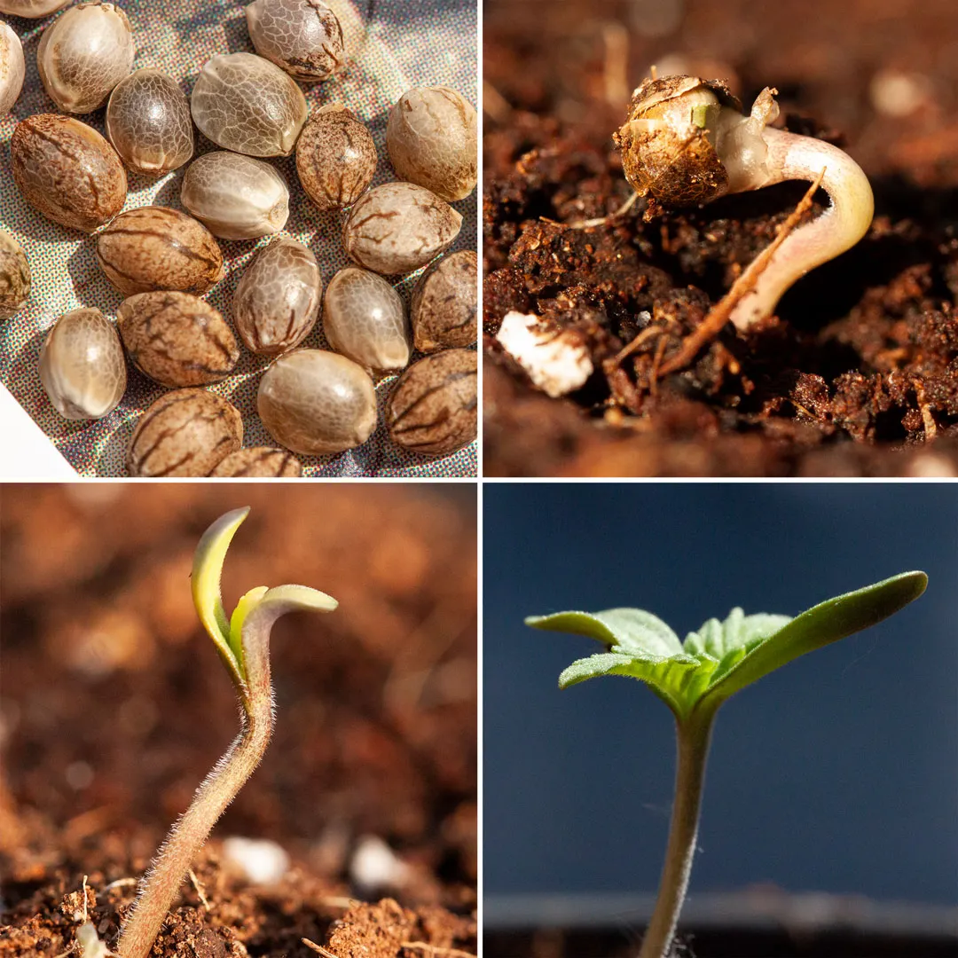 Cannabis-seeds-and-seedlings