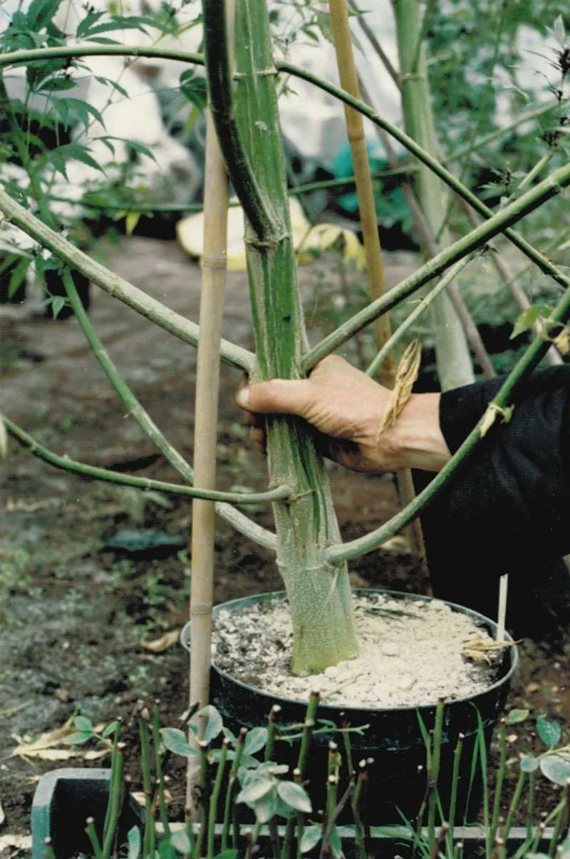 Big cannabis stem