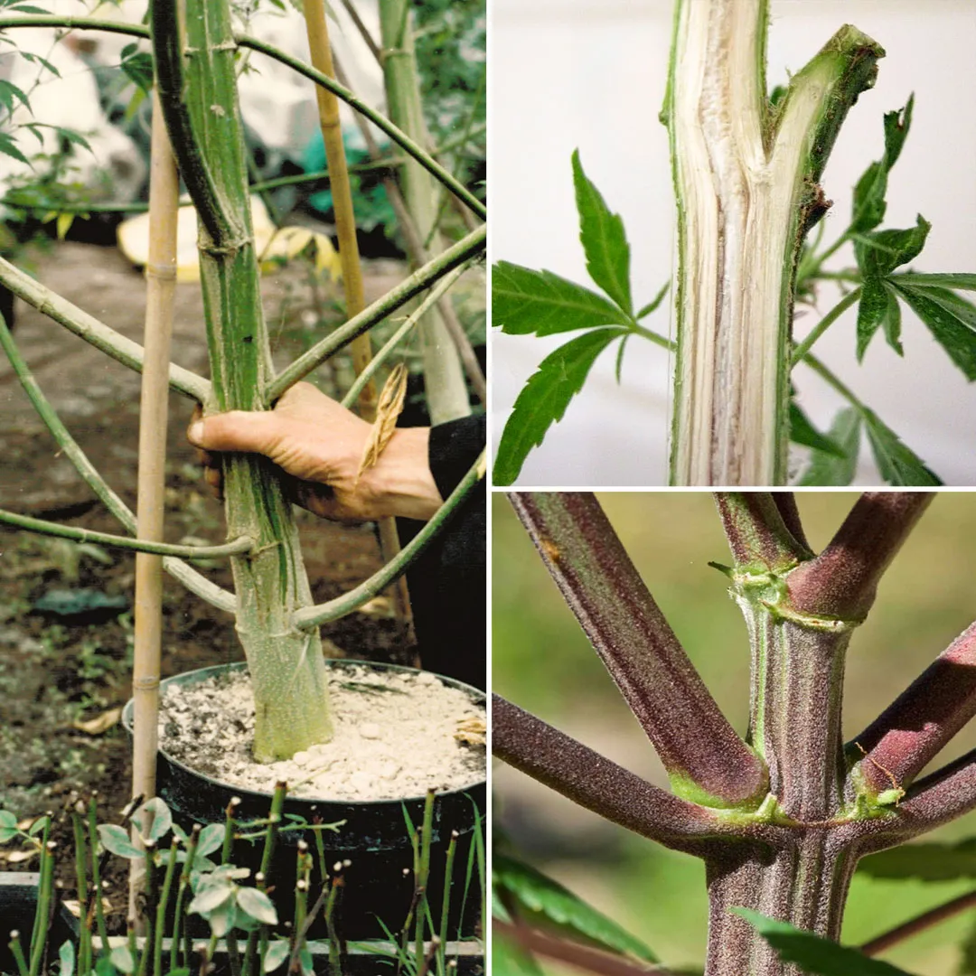 Cannabis-stems-hemp-dutch-passion-seed-company