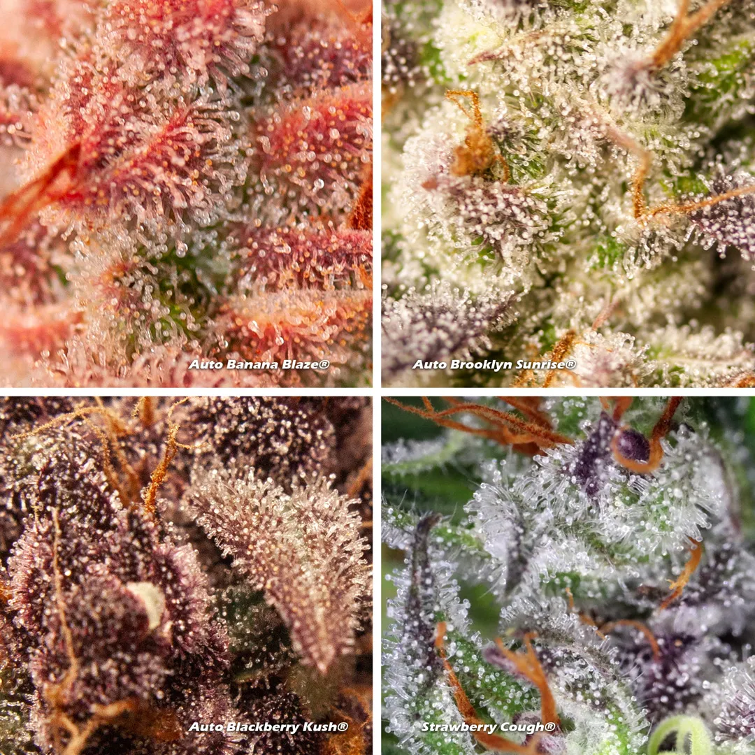 Cannabis trichomes close-up on different strains