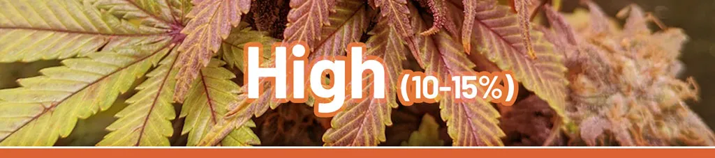 Cannabis-with-high-thc-explained-dutch-passion-what-is-high-thc